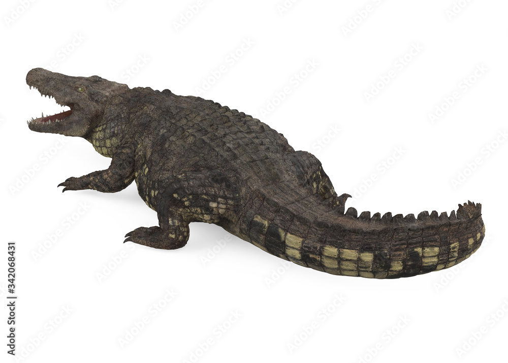 Naklejka premium Crocodile Isolated