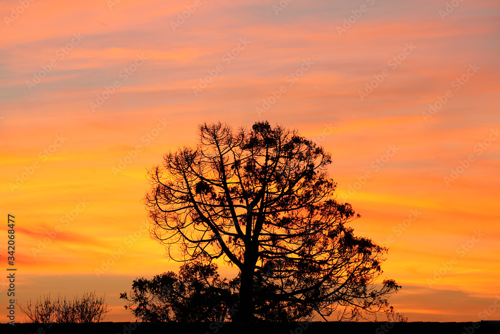 Silhouette d'arbre et coucher de soleil	