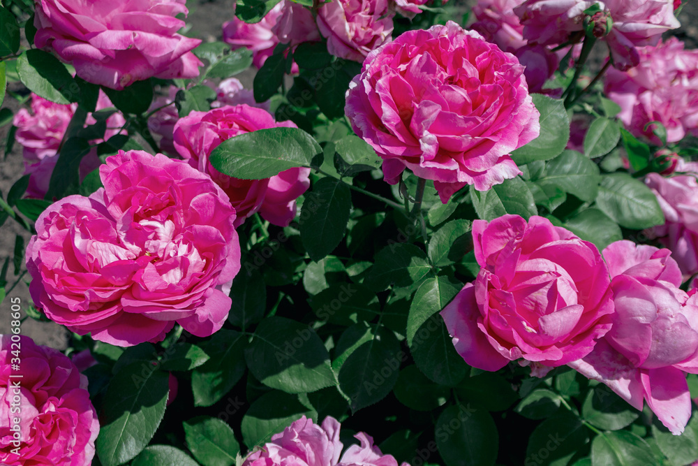 blooming pink flowers peonies in the field in the garden in summer blooming pink flowers peonies in the field in the garden in summer