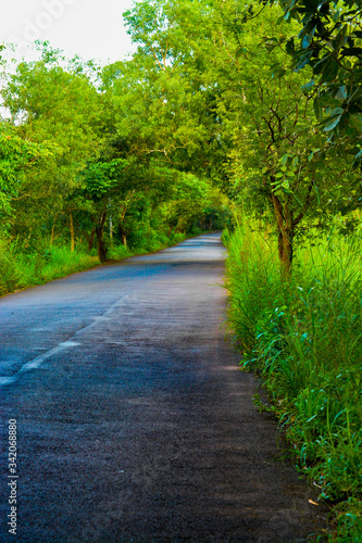 road in the forest
