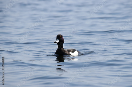 The crested blackened male swims in sunny weather in a lake in the spring Moscow region