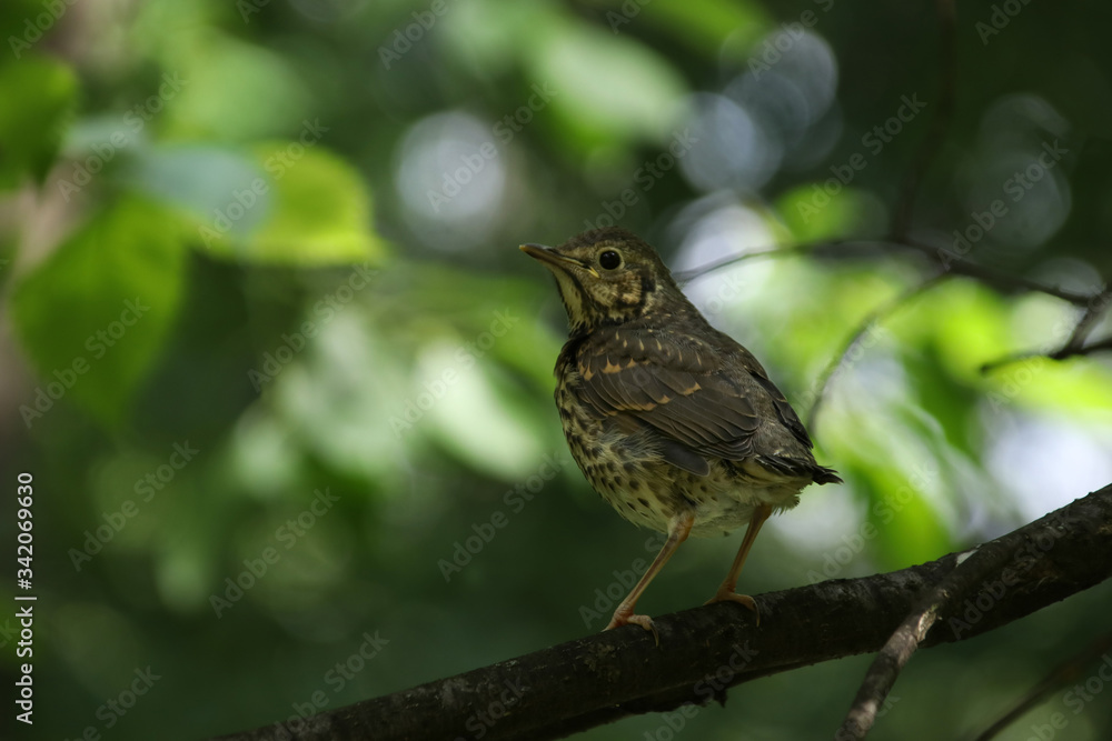 Song thrush chick sitting on a tree branch in the forest against a bokeh background in the Moscow region