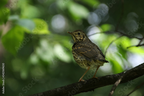 Song thrush chick sitting on a tree branch in the forest against a bokeh background in the Moscow region
