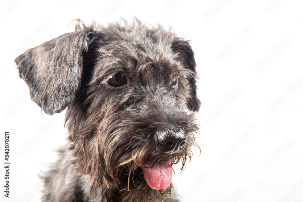 Portraiture Joyful puppy purebred toy poodle puppy on white background. 