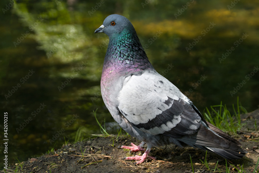 Blue dove near the water in the park in sunny weather on a bokeh background Blue dove near the water in the park in sunny weather on a bokeh background