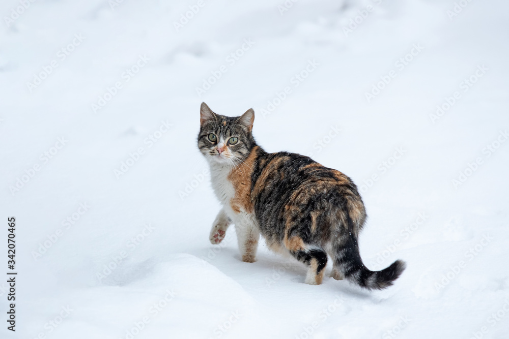 striped cute cat leaves footprints in a snowy field. fluffy kitten with beautiful eyes walks on a winter day striped cute cat leaves footprints in a snowy field. fluffy kitten with beautiful eyes walks on a winter day
