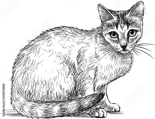 Hand drawing of sitting young domestic cat