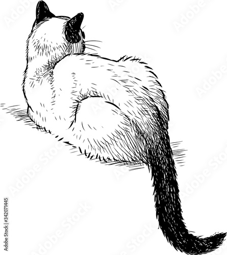 Sketch of lying domestic Siamese cat