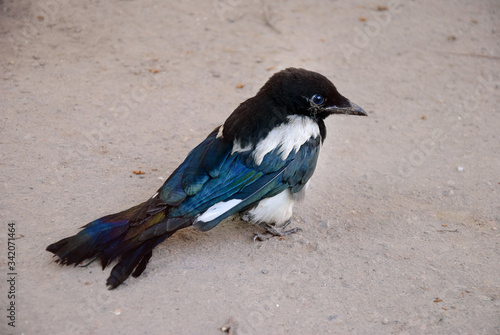 Canvas Print Young magpie bird sitting on asphalt