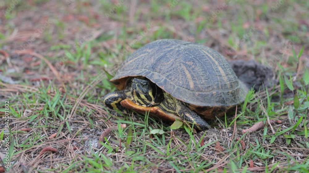 Top down angle of box turtle laying eggs Top down angle of box turtle laying eggs