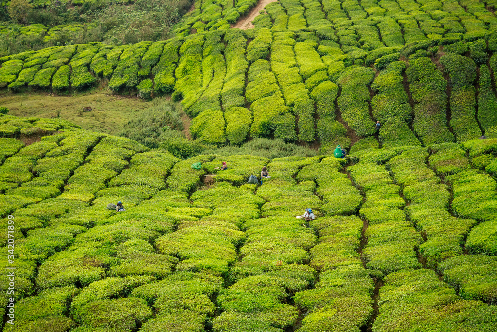 big and sun green plantation of tea in India .