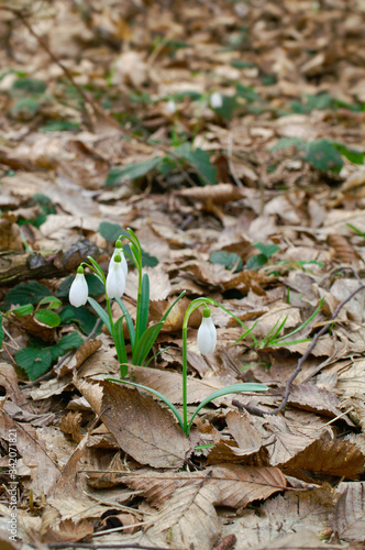 Snowdrop in the spring forest.