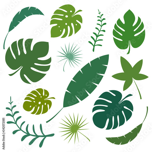 Set of tropical leaves vector illustration isolated on white background.