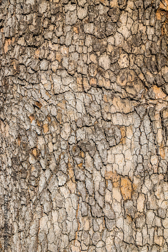 Tree bark as an abstract background. Texture