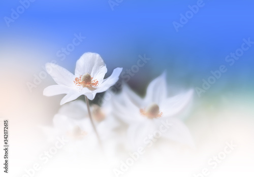 Beautiful Nature Background.Floral Art Design.Abstract Macro Photography.Colorful Flower.Pastel Flowers.Blue Color Background.Creative Artistic Wallpaper.Celebration,love.Close up View.Happy Holidays.