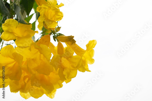 Yellow elder or Trumpetush Flower close up on white background