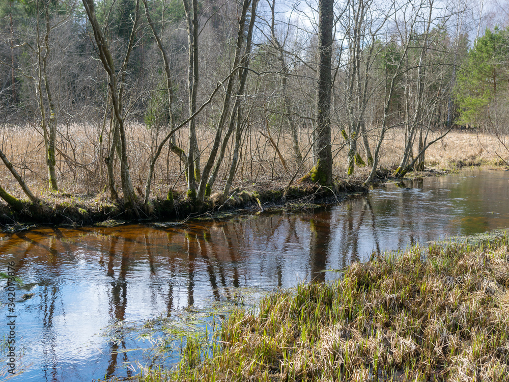early spring landscape, tree silhouettes on the river bank