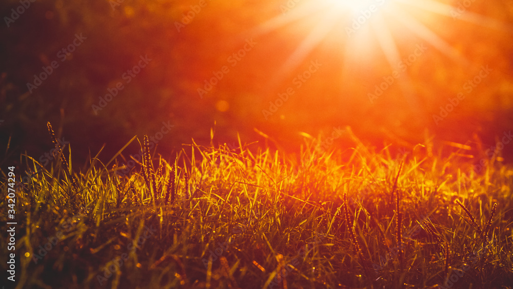 Autumn background with grass in ray of sunlight during sunset in warm tones Autumn background with grass in ray of sunlight during sunset in warm tones