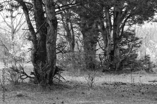 Pine forest, old pine trees in the forest, black and white image