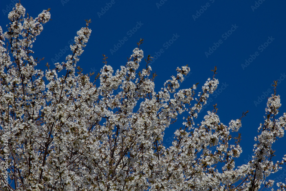 Blossoming apple tree in April. Blossoming apple tree in April.