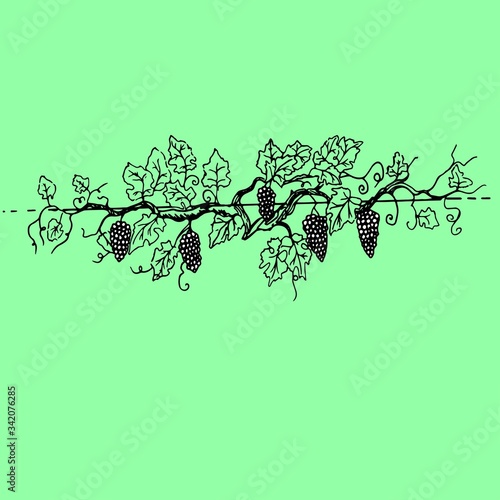 noble grape branch with large bunches of fruits