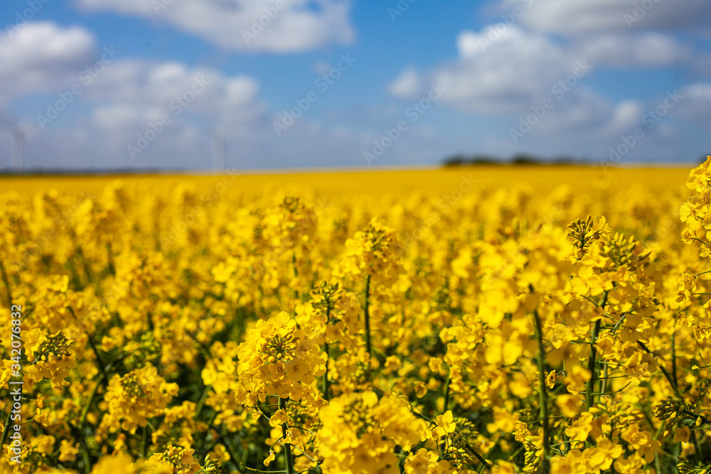 Canola fields blooming in Denmark in summer. beautiful yellow fields.