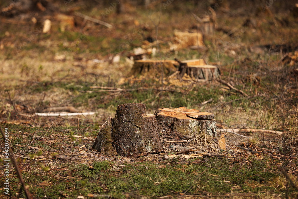 Fototapeta premium stump from a cut tree. Pine tree forestry exploitation in a sunny day. overexploitation leads to deforestation endangering environment and sustainability. deforestation, selective focus