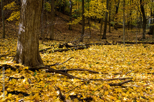 Golden autumn leaves carpet the floor of a sandstone canyon. photo