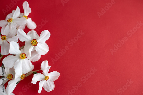 Spring flowers. Narcissus on red background. Free copy space