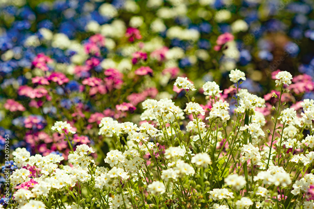 field of pink flowers