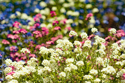 field of pink flowers