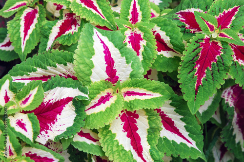 Solenostemon or Coleus (Plectranthus scutellarioides)  cultivated for variegated leaves photo