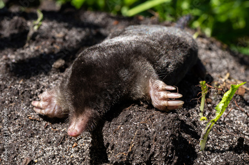 The black mole lies on a pile of of excavated soil. Selective focus. .