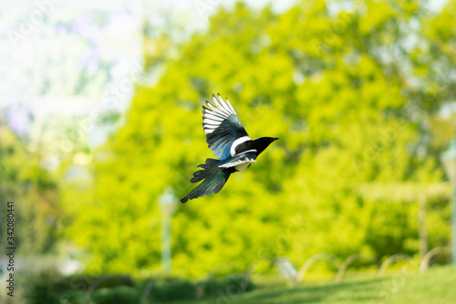 bird in flight on green background
