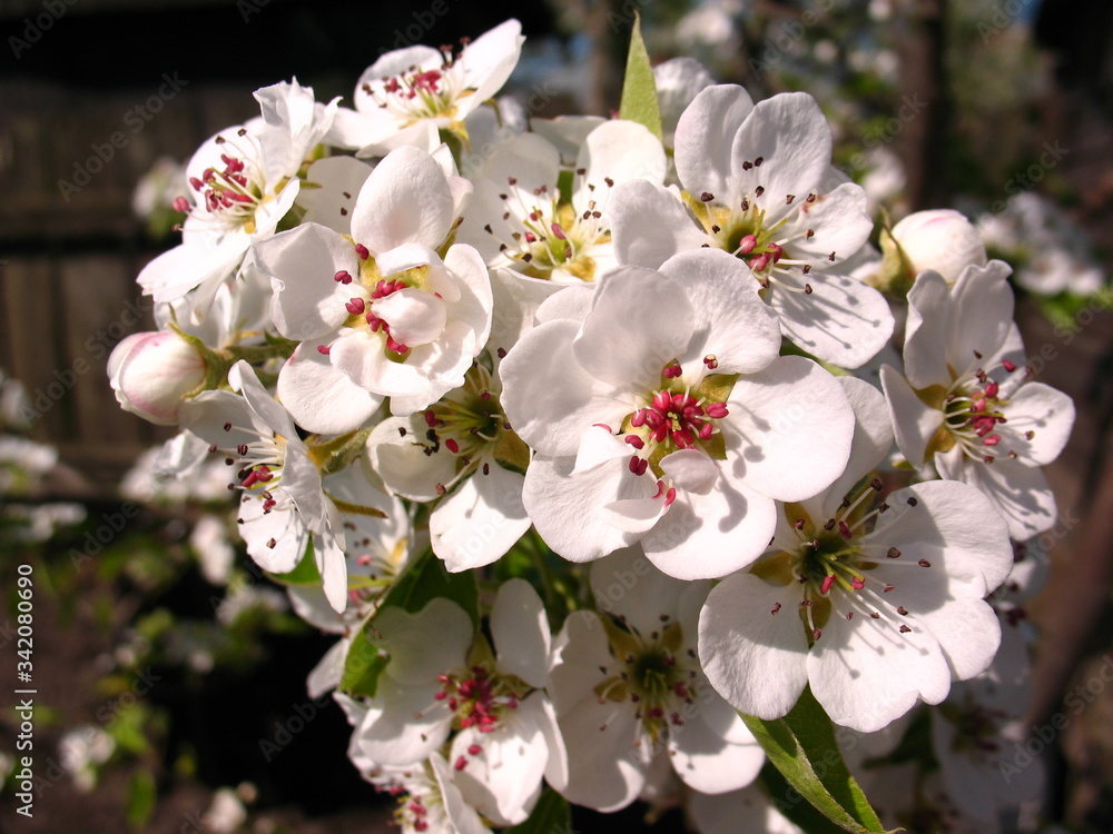 apple tree blossom apple tree blossom