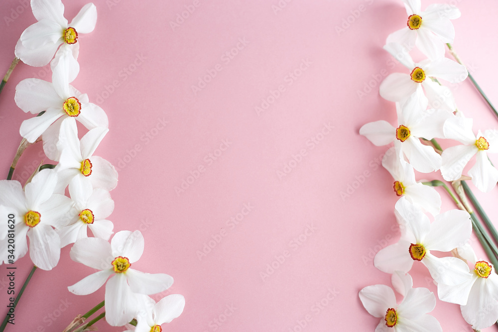 Spring flowers. Narcissus on pink background. Free copy space Spring flowers. Narcissus on pink background. Free copy space