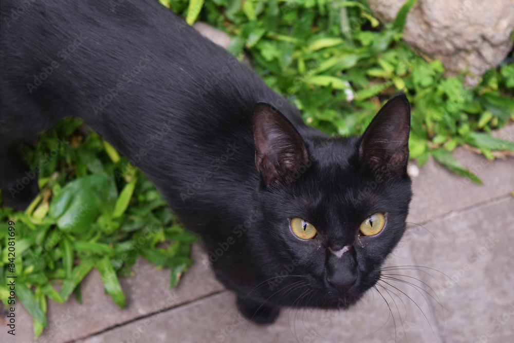 intense look of a black cat with a scar on her face