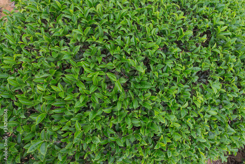 background of tea leaves