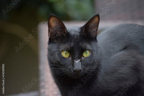 intense look of a black cat with a scar on her face
