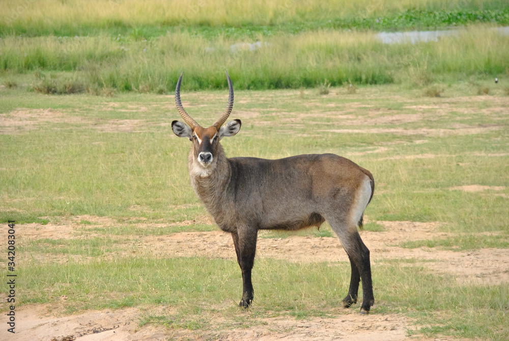 antilope africana antilope africana