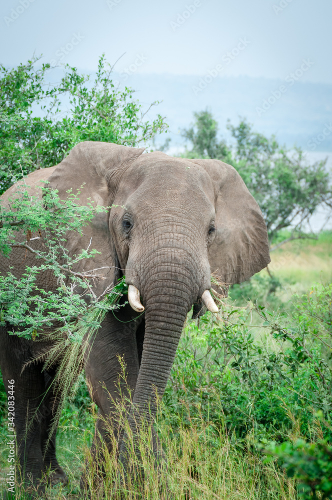 Obraz premium elefante