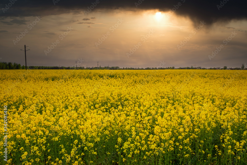 Yellow field of flowering rape against sky at sunset or dawn. Beautiful spring landscape, agricultural field panoramic view.