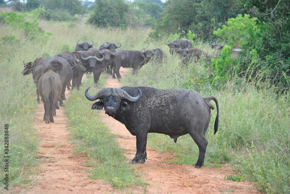 Obraz premium bufali africani