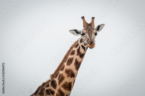 giraffe africane