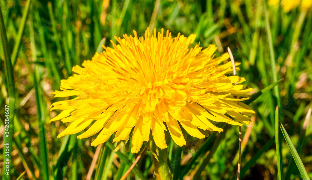 Macro photo of blooming dandelion (Taraxacum officinale) in the grass Macro photo of blooming dandelion (Taraxacum officinale) in the grass