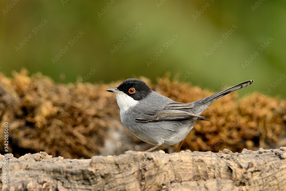 Fototapeta premium curruca cabecinegra posada en una rama con musgo (Sylvia melanocephala) Marbella Andalucía España