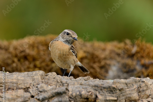  tarabilla hembra posada en una rama con fondo natural en vede (saxicola rubicola) Marbella Andalucía España 