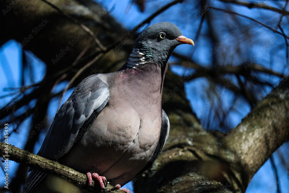 Fototapeta premium pigeon on the tree