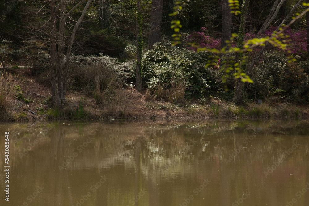 Trees reflected in a lake Trees reflected in a lake