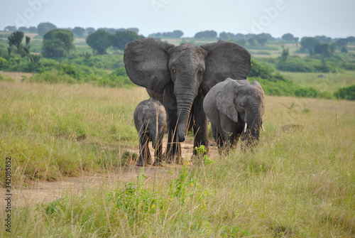 famiglia di elefanti africani
